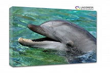 delfin 100x70cm