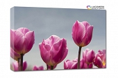 różowe tulipany 55x40cm