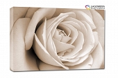 biała róża 55x40cm