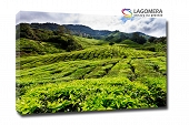 zielone pole Indonezja 120x90cm