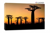 baobaby zachód słońca Afryka 55x40cm