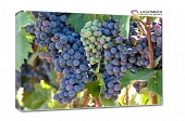 fioletowy winogron 150x100cm