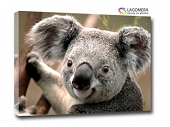 miś koala 70x50cm