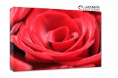 czerwona róża 120x90cm