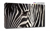 Zebra 150x100cm