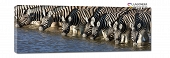 zebry u wodopoju panorama 155x45cm