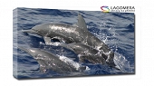 rodzina delfinów 100x70cm