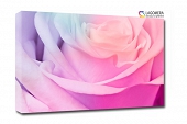 różowo-fioletowa róża 100x70cm
