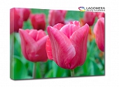 różowe tulipany 120x90cm