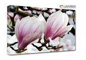 magnolia 100x70cm