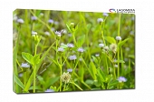 zielona trawa fioletowe kwiatki 55x40cm