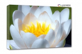 biało-żółta lilia wodna 100x70cm