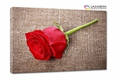czerwona róża 70x50cm