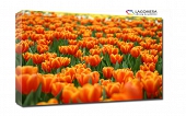 pomarańczowe tulipany 55x40cm