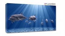delfiny 70x50cm